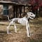 5ft. Poseable Dog Skeleton by Ashland®